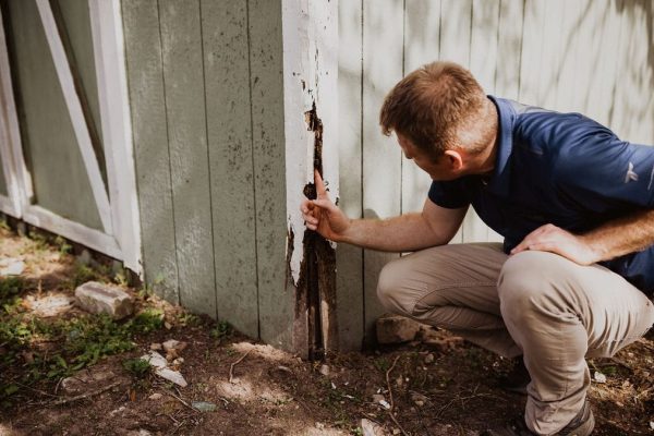 Termite-Inspection