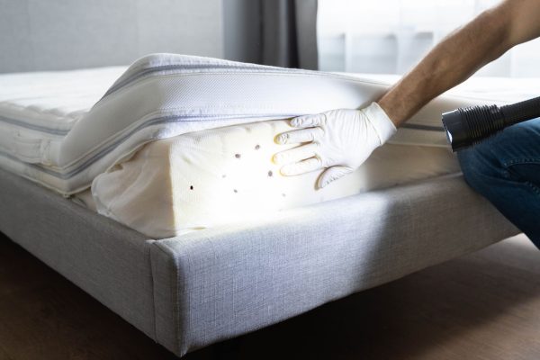 Bed Bug Infestation And Treatment Service. Bugs Extermination; Shutterstock ID 1969865578; purchase_order: -; job: -; client: -