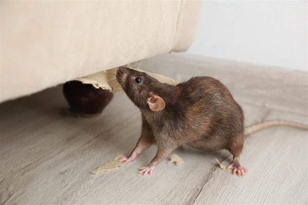 rat-near-furniture